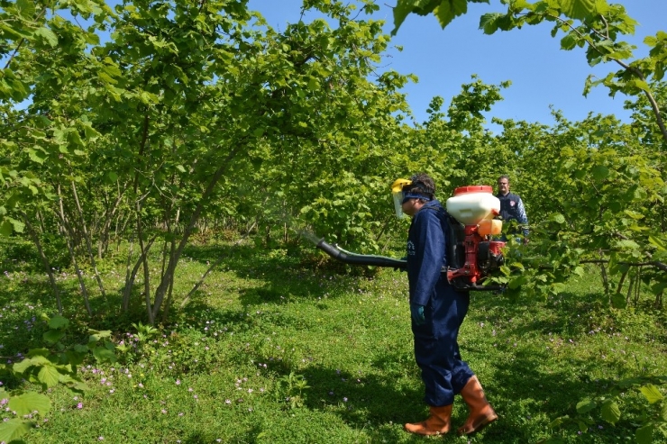 Fındıkta Külleme Mücadelesi Başladı