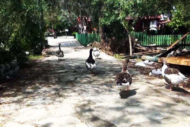 Azmağın Sembolleri Aç Kaldı