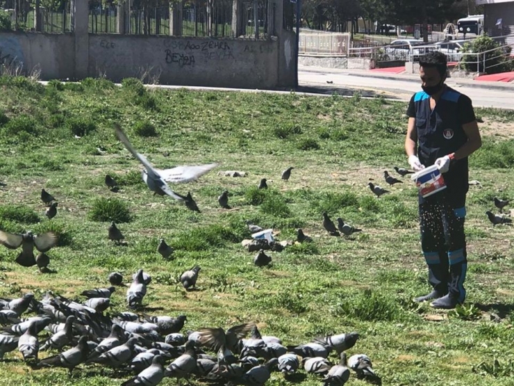 Sincan Belediyesi Sokak Hayvanlarına Sahip Çıkıyor