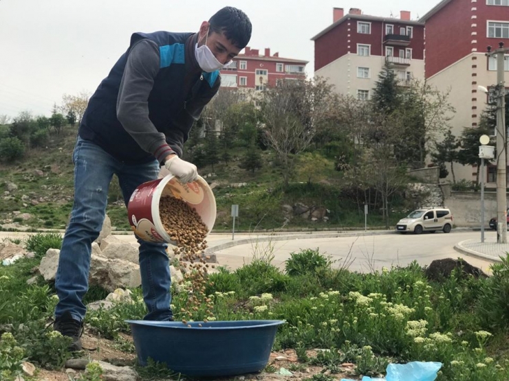 Sincan Belediyesi Sokak Hayvanlarına Sahip Çıkıyor