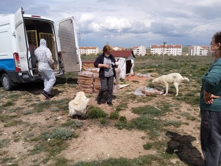 Hayırseverden Sokak Hayvanlarına Büyük Bağış