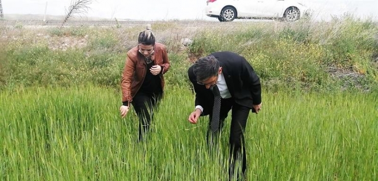 Hekimhan’da Ağaçlarda Zirai Don İncelemesi Yapıldı