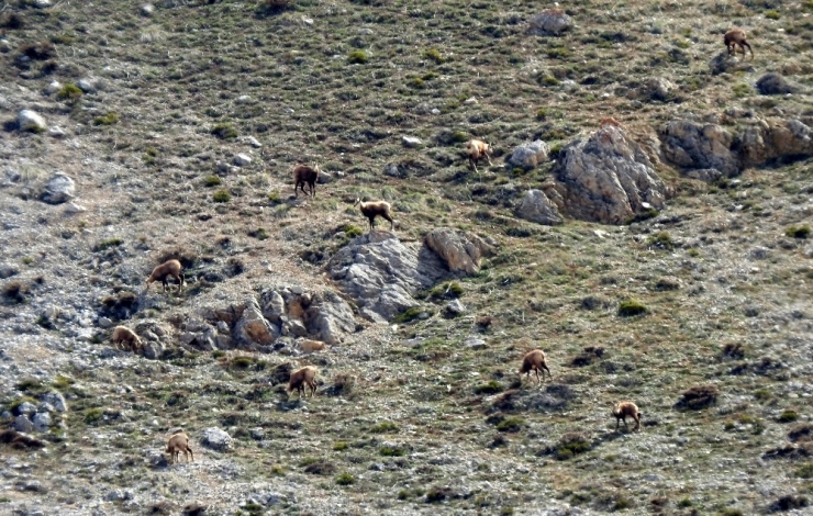 Terörden Temizlenen Munzur Dağlarında Yabani Hayvan Popülasyonu Arttı