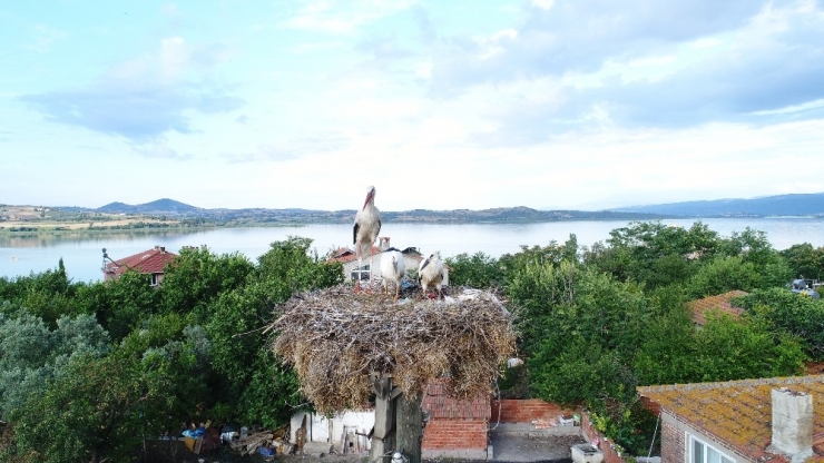 Yaren Leylekten Sevindirici Haber