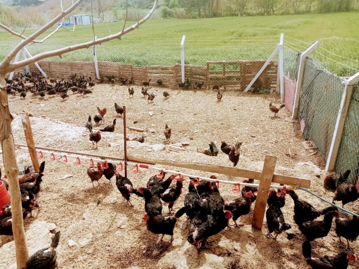 Gezen Tavuk Yumurtası Üreticinin Yüzünü Güldürüyor