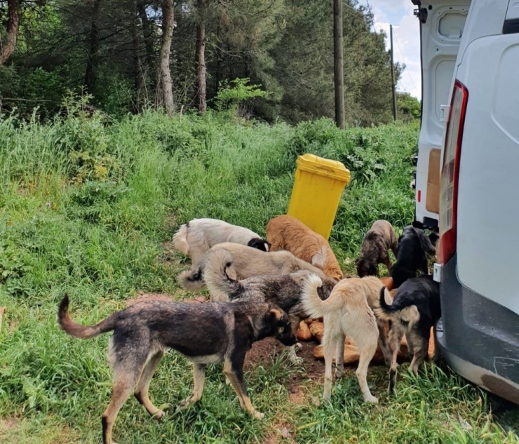 Adapazarı Belediyesi Ekipleri Sokak Hayvanlarını Unutmuyor