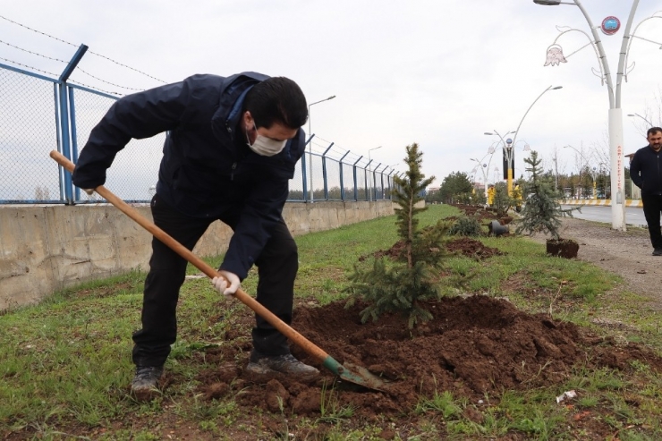 Ağrı Belediyesi 10 Bin Ağaç Dikecek