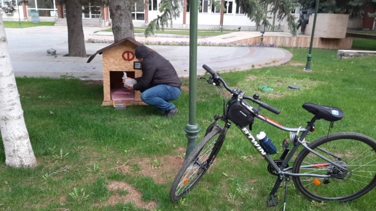 Rektör Çomaklı Kampüsteki Sokak Hayvanlarını Unutmadı