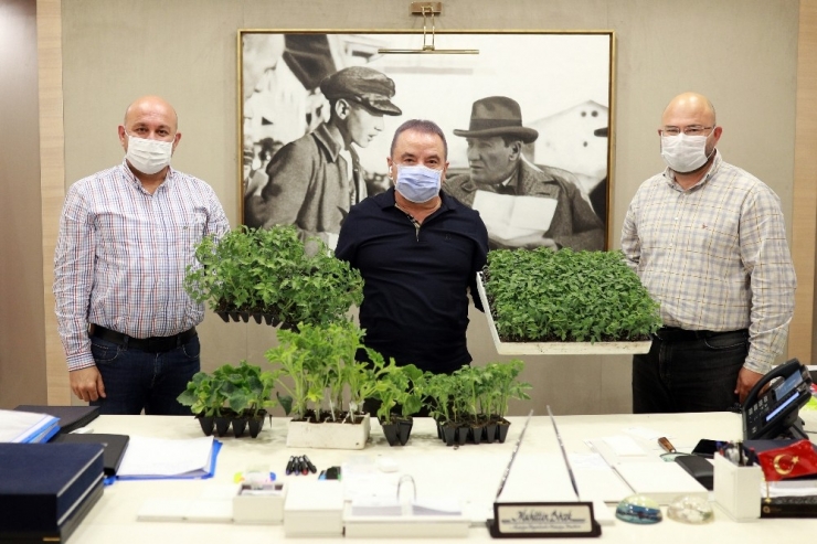 Büyükşehir’den Çiftçilere Fide Desteği