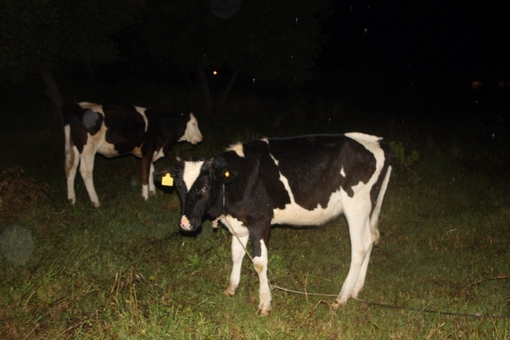 15 Gündür Aynı Yerde Bağlı Olarak Yaşayan Dört İnek Mahallelinin Tepkisini Çekiyor