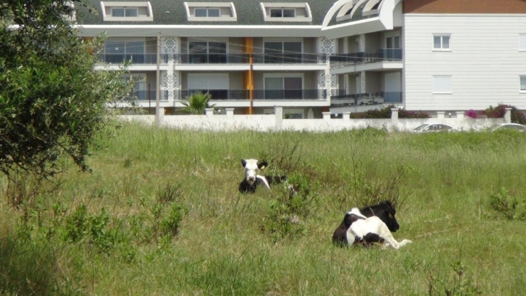 15 Gündür Aynı Yerde Bağlı Olarak Yaşayan Dört İnek Mahallelinin Tepkisini Çekiyor