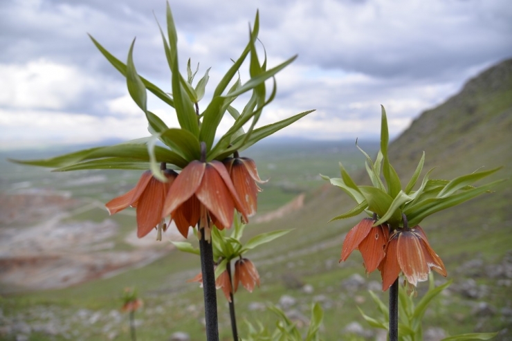 Muş’ta Renk Cümbüşü
