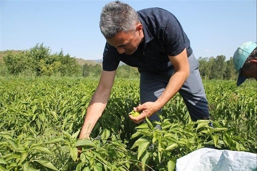Osmanlı Kamber Biberi Yeniden Canlanıyor