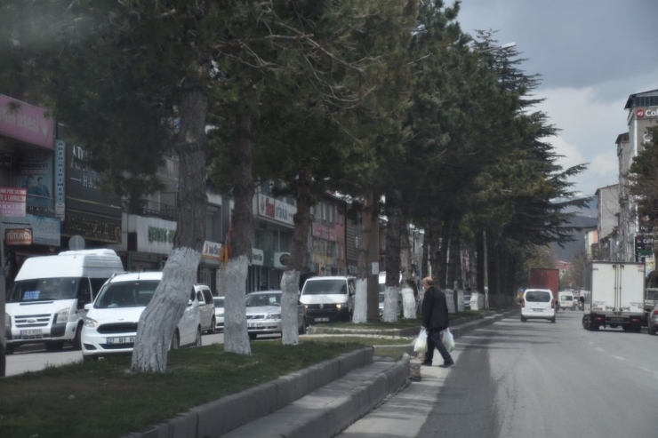 Tatvan’da Ağaçlar Kireçleniyor