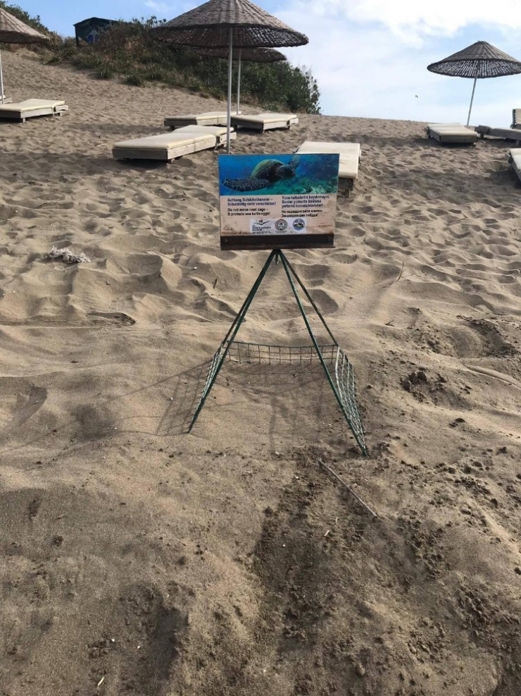 Caretta Carettalar İlk Yumurtalarını Bıraktı