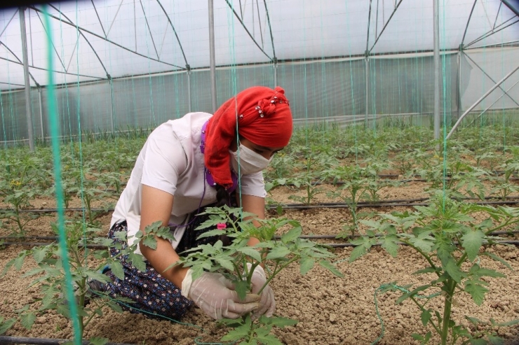 Devrekli Çiftçileri Korona Virüs Bile Durduramıyor