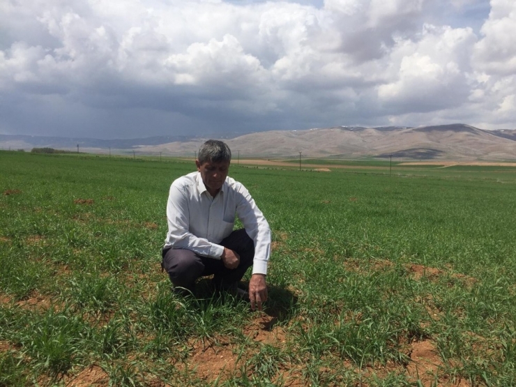 Darende’de Kuraklık Tehlikesi