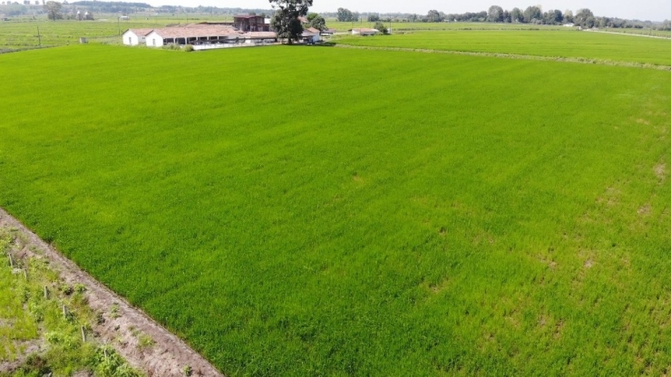 Samsun’da 2020’de 430 Bin 170 Dekar Tarım Arazisi Daha Suya Kavuşacak