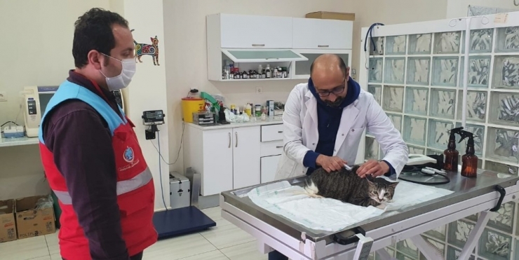 Vefa Sosyal Destek Grubu Ekipleri, Kedisi Rahatsızlanan Vatandaşın Yardımına Koştu