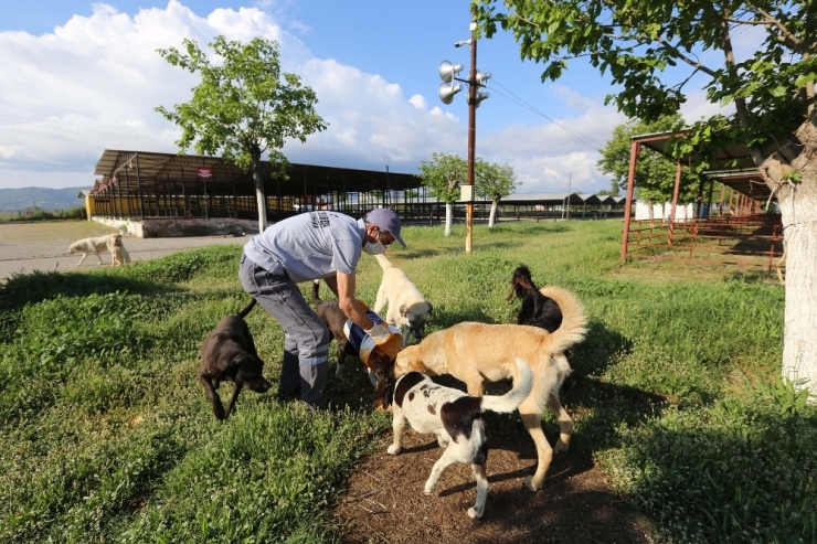 Efeler’de Sokak Hayvanları Unutulmadı