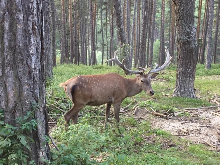 Kızıl Geyiklerin Güzelliği Kameralara Yansıdı