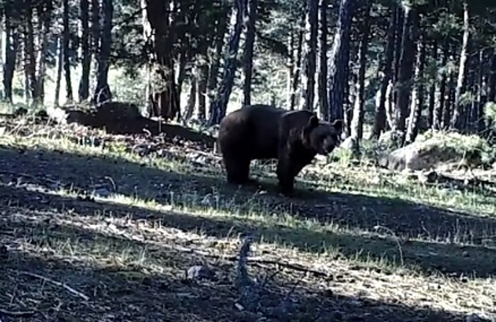 Foto Kapanlar Yaban Hayatını Görüntüledi