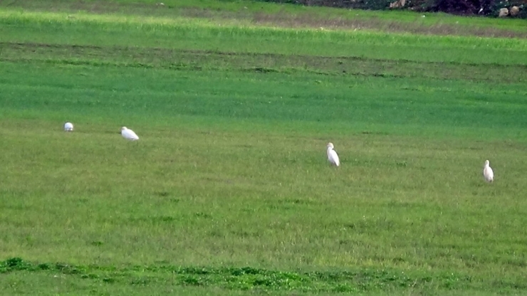 Göçmen Kuşlar Yüksekova’ya Renk Kattı
