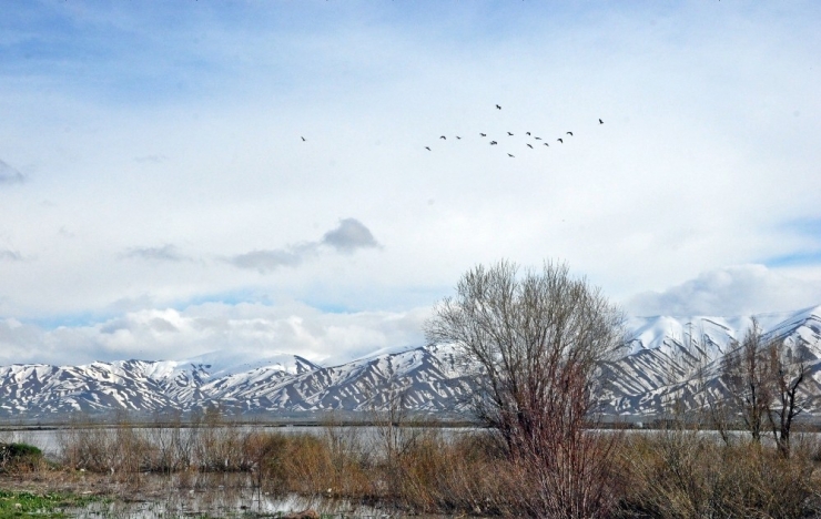 Göçmen Kuşlar Yüksekova’ya Renk Kattı