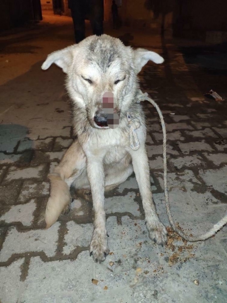 Hatay’da İşkence Yapılan Köpek Çöp Konteynerinde Ölüme Terk Edildi