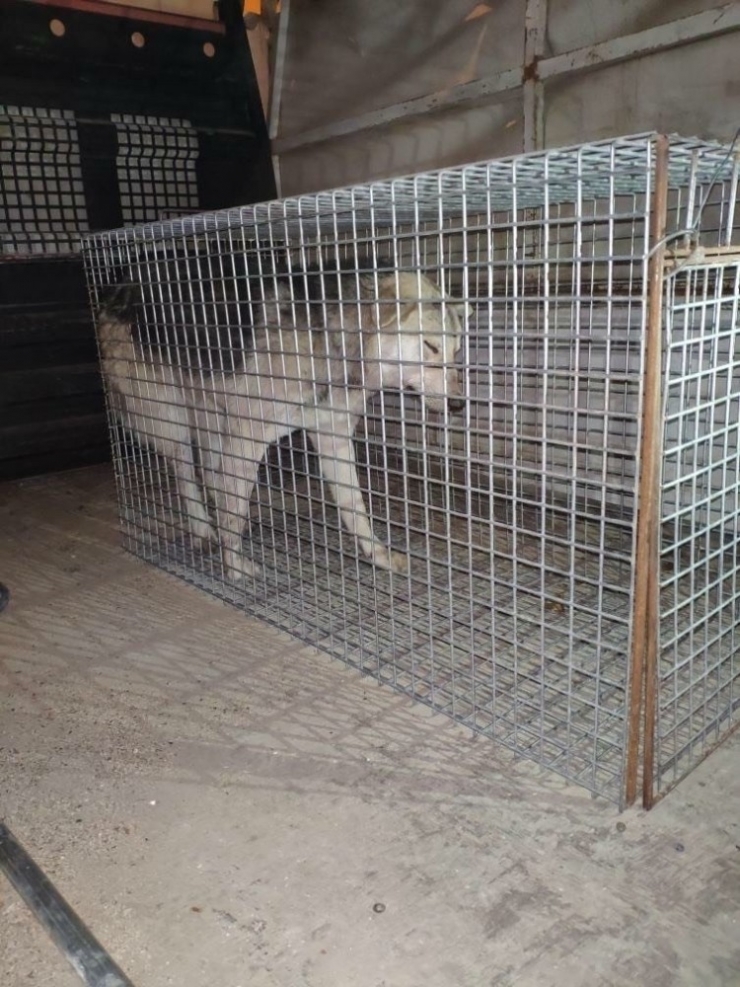 Hatay’da İşkence Yapılan Köpek Çöp Konteynerinde Ölüme Terk Edildi