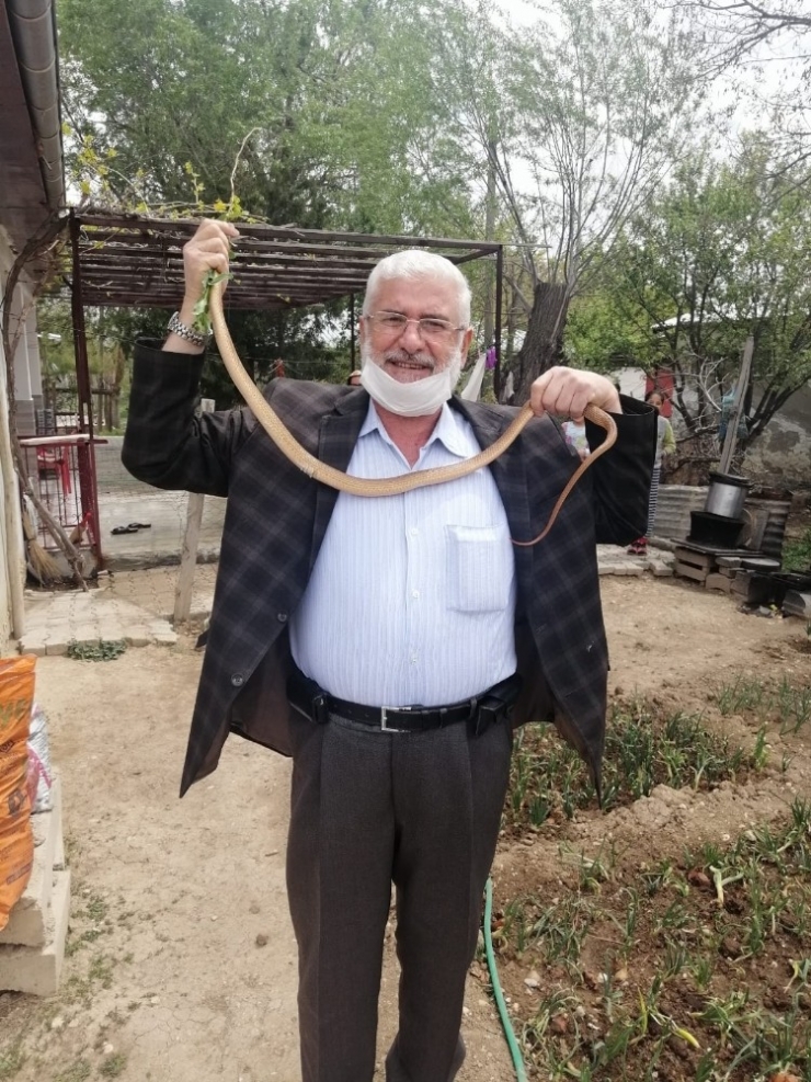 Eve Giren 1,5 Metrelik Boz Yılanı Elleriyle Yakalayıp Doğaya Saldılar