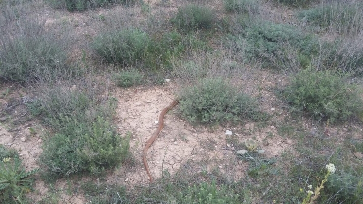 Eve Giren 1,5 Metrelik Boz Yılanı Elleriyle Yakalayıp Doğaya Saldılar
