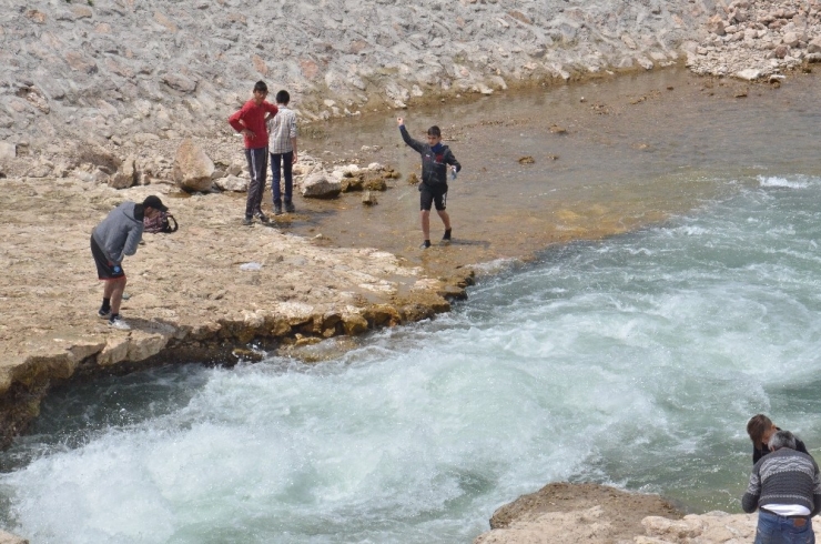 Göç Yolunda Akıntıya Karşı Yüzen Balıklar, Şelaleyi Sıçrayarak Aşıyor
