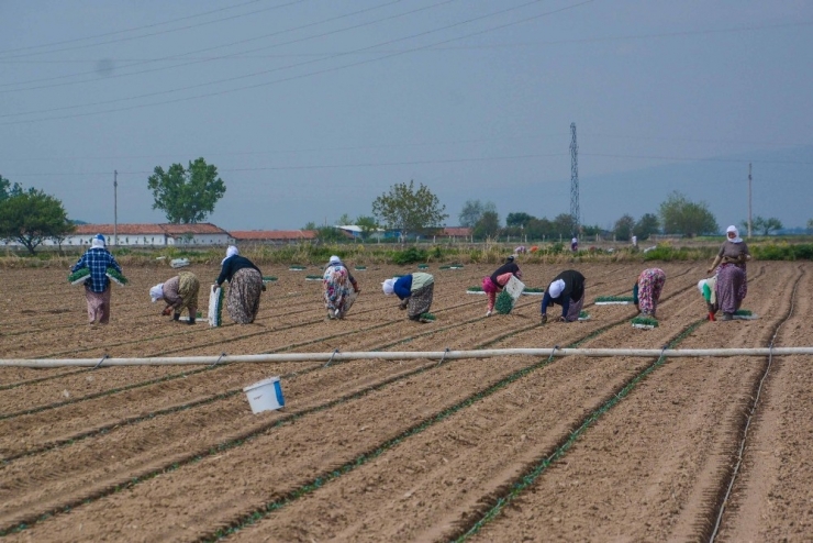 Başkan Özkan’dan Pancar Üreticilerine Sevindirici Haber