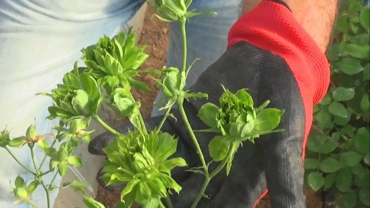 Karagüle Yeşil Rakip