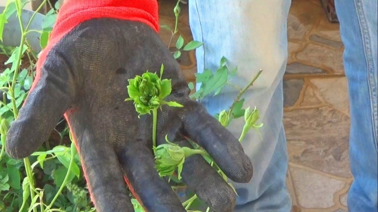 Karagüle Yeşil Rakip