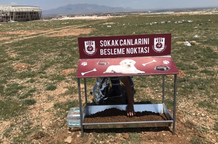 Karaman Belediyesi Sokak Hayvanlarını Unutmadı