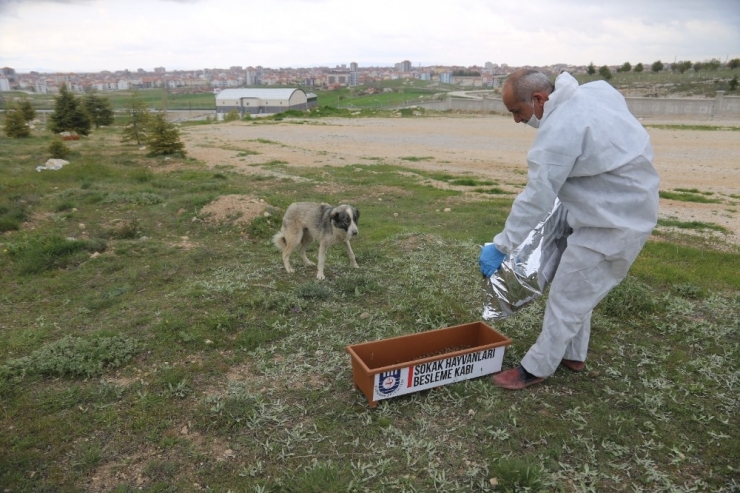 Karaman Belediyesi Sokak Hayvanlarını Unutmadı