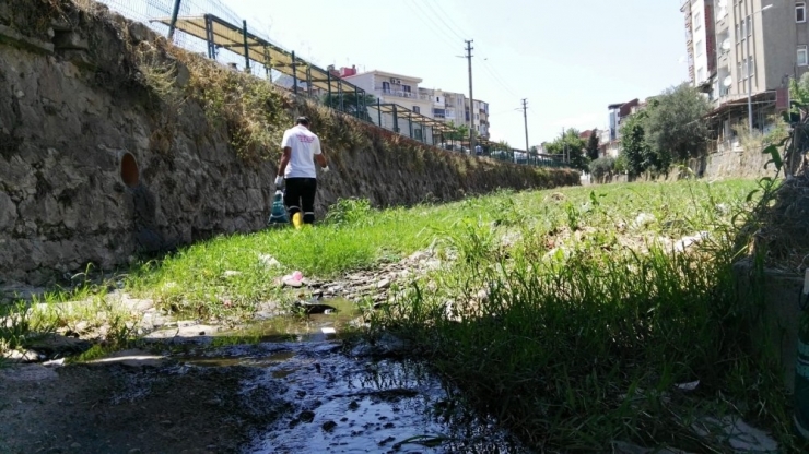 Karesi, Hem Virüsle Hem De Haşereyle Mücadele Ediyor