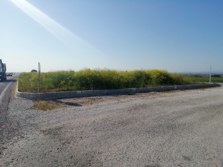 Kavşakta Bulunan Yüksek Otlar Trafiği Engelliyor