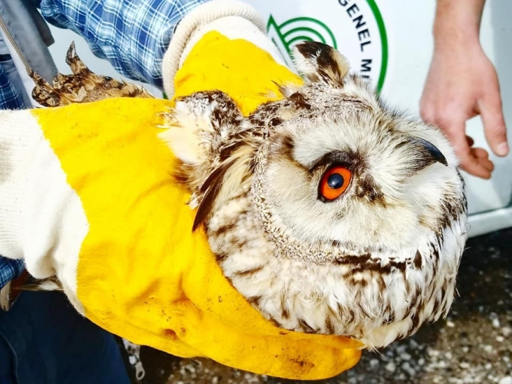 Konya’da Yaralı Olarak Bulunan Baykuş Ve Bıldırcın Kılavuzu Koruma Altına Alındı