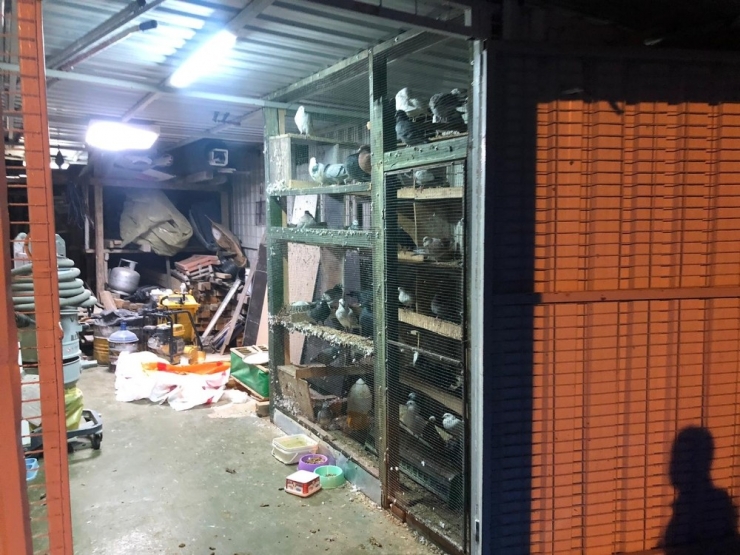 Manisa’da Güvercin Hırsızları Kameraya Yakalandı