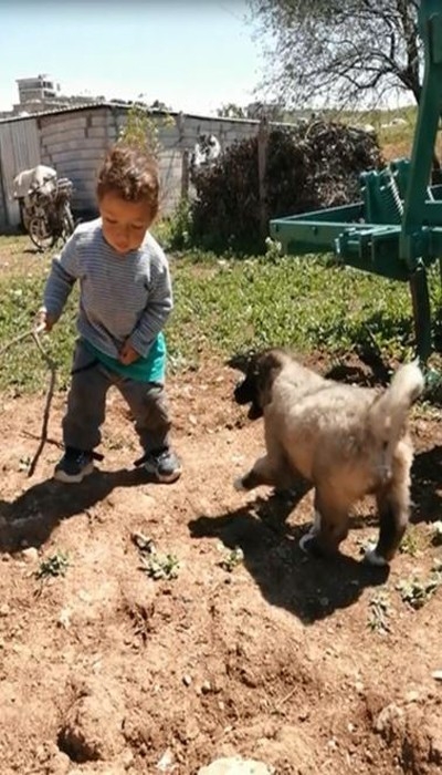 1 Buçuk Yaşındaki Çocuk İle Yavru Köpeğin Dostluğu Yürekleri Isıttı