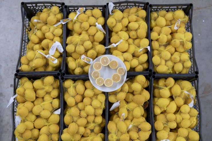 Mersin’in Limonları Bu Kez Başkent İçin Yola Çıktı