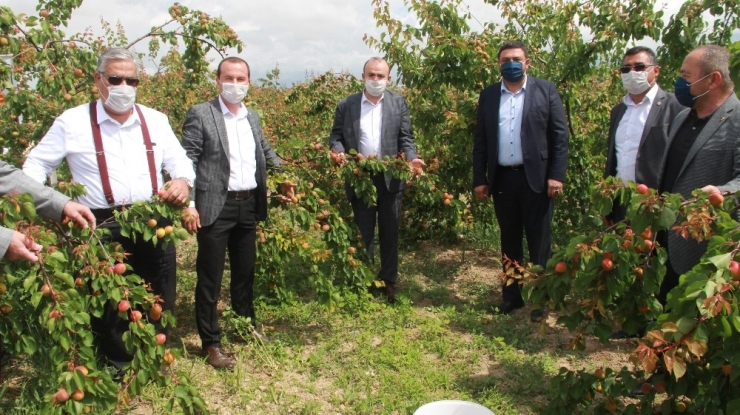 Hal Sezonu Kayısı Bahçesinde Açıldı