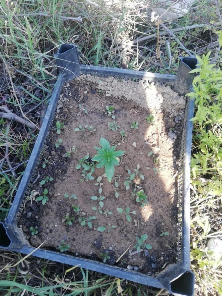 Meyve Kasalarına Kenevir Eken Şüpheli Yakalandı