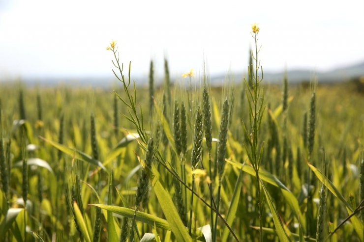 Nilüfer’de Yerel Ve Sağlıklı Üretim Atağı