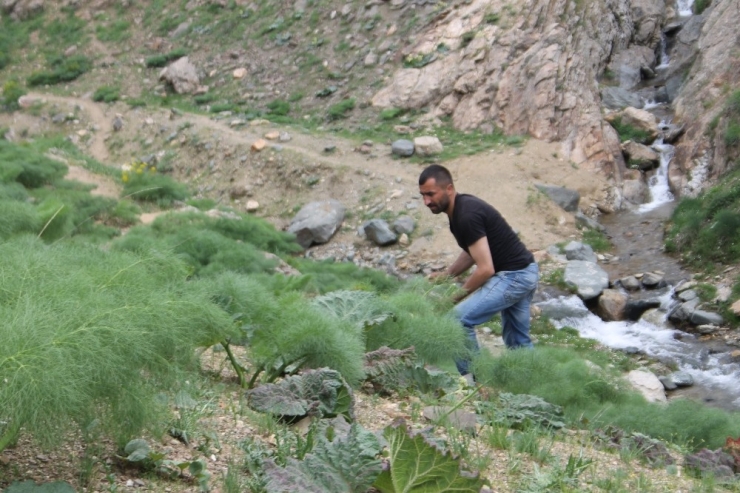 Siirt’te, Yayla Muzu Olarak Bilinen Işgının Fiyatları El Yakıyor