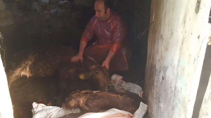 Doğum Yapamayan İneğin İmdadına Veteriner Hekim Yetişti