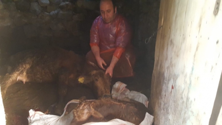 Doğum Yapamayan İneğin İmdadına Veteriner Hekim Yetişti